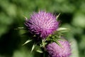 Spike like the purple flower of the Scotch thistle