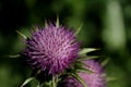 Spike like the purple flower of the Scotch thistle