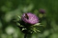 Spike like the purple flower of the Scotch thistle