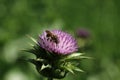 Spike like the purple flower of the Scotch thistle