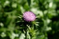 Spike like the purple flower of the Scotch thistle