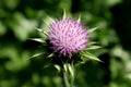 Spike like the purple flower of the Scotch thistle