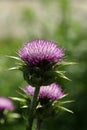 Spike like the purple flower of the Scotch thistle