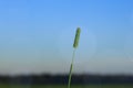 The spike of meadow grass growing out alone at night.