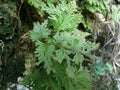 Spikemoss, Selaginella umbrosa on nature background Royalty Free Stock Photo