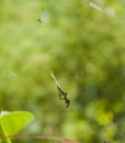 Spike Orb Weaver Royalty Free Stock Photo