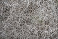 Mesh of studded desert plants