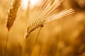 A spike of ripe yellow wheat with labybird in the countryside Royalty Free Stock Photo