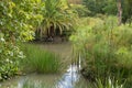 Spike rush, Cyperus papyrus, pickerelweed, and other aquatic plants growing in water