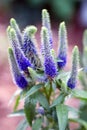 Spike Speedwell Royalty Free Stock Photo