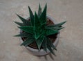 Spike green succulent in grey pot