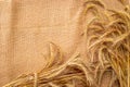 Spike view. Whole, barley, harvest wheat sprouts. Wheat grain ear or rye spike plant on linen texture or brown natural cotton Royalty Free Stock Photo