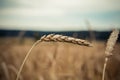 Spike of wheat close up on the background of a ash field Royalty Free Stock Photo