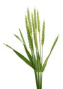 Spike of wheat- isolated Royalty Free Stock Photo