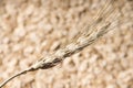 Spike of wheat.harvest concept Royalty Free Stock Photo
