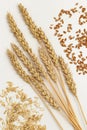 Spike of wheat, seeds, chaff close up. Cereal crop. Rich harvest creative concept. natural ears of plant