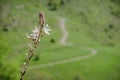 Spike Of Wild Flowers In Nebrodi Park, Sicily