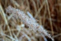 Spike of wild grasses.