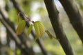 Spike witch hazel Royalty Free Stock Photo