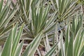 Spiked agave leaves Royalty Free Stock Photo
