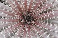 Spiked cactus plant macro photography, psychedelic graphic art