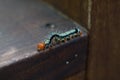 A Spiked Caterpillar in focus