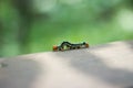 A Spiked Caterpillar in focus