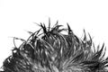 Spiked Hair Royalty Free Stock Photo