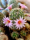 Spiked mini Cactus Blooming pink Flower Blossoms Succulent plant Nature Desert native Foliage Photography Royalty Free Stock Photo