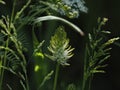 Spiked Rampion in Countryside With Grasses