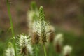 Spiked rampion (Phyteuma spicatum) Royalty Free Stock Photo