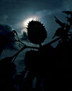 Spiked Seed Silhouette