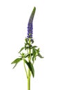 Spiked Speedwell flower