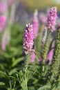 Spiked speedwell