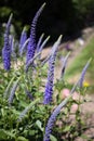 Spiked Speedwell flowering in a garden Royalty Free Stock Photo