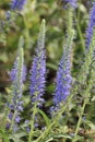 Spiked Speedwell flowers