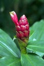 Spiked spirlaflag ginger on dark of the forest Royalty Free Stock Photo