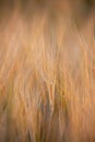 Spikelet of barley in a dense field. Barley field in the golden glow of the evening sun. Spikelets background on the Royalty Free Stock Photo