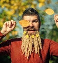 Spikelet beard at barber and hairdresser.