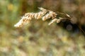 Spikelet on a blurred background.Autumn background.