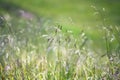 Spikelet on blurred colored background