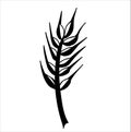 Spikelet. Botanical vector illustration of a plant in Doodle style Royalty Free Stock Photo