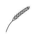 Spikelet. Botanical vector illustration of a plant. Ink drawing in Doodle style. Royalty Free Stock Photo