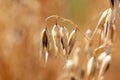 Spikelet of common wild oat, Avena fatua Royalty Free Stock Photo