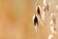 Spikelet of common wild oat, Avena fatua Royalty Free Stock Photo