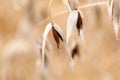 Spikelet of common wild oat, Avena fatua Royalty Free Stock Photo