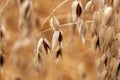 Spikelet of common wild oat, Avena fatua Royalty Free Stock Photo