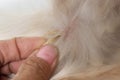 Spikelet on dog
