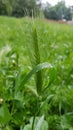 Spikelet in droplets