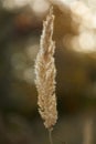 Spikelet of field grass in autumn at sunset